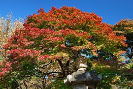 日本庭園の紅葉